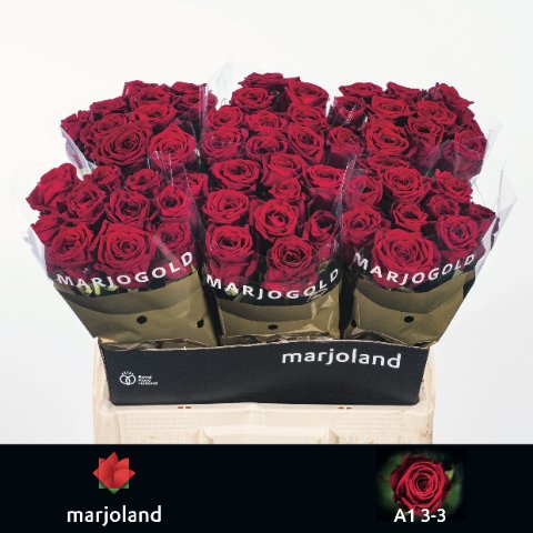 Срезанные цветы оптом Rosa large red naomi! от 60шт.. из Голландии с доставкой по России