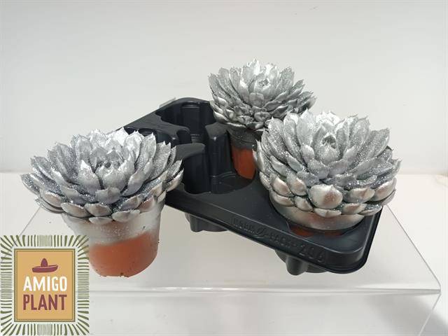 Горшечные цветы и растения оптом Echev Grande Cinza от 3шт из Голландии с доставкой по России