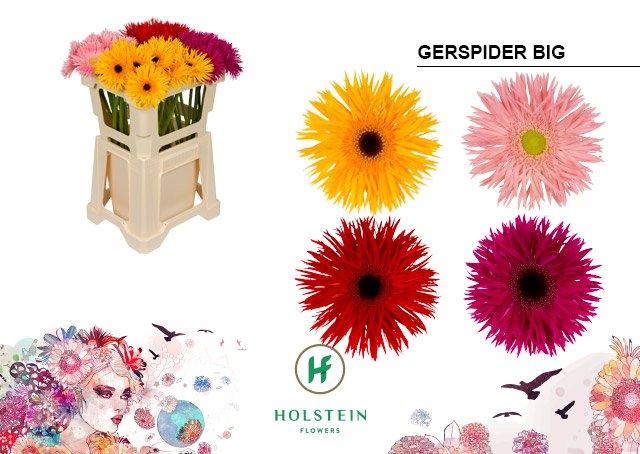Срезанные цветы оптом Gerbera gerspider mix от 40шт из Голландии с доставкой по России