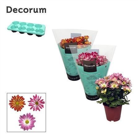 Горшечные цветы и растения оптом Chrys Margarita Bicolor Mix (decorum) от 8шт из Голландии с доставкой по России