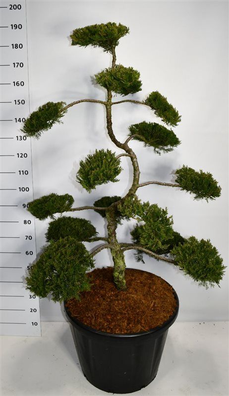 Горшечные цветы и растения оптом Juniperus Sabina Rockery Gem от 1шт из Голландии с доставкой по России