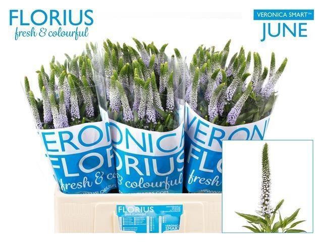 Срезанные цветы оптом Veronica milka от 150шт из Голландии с доставкой по России