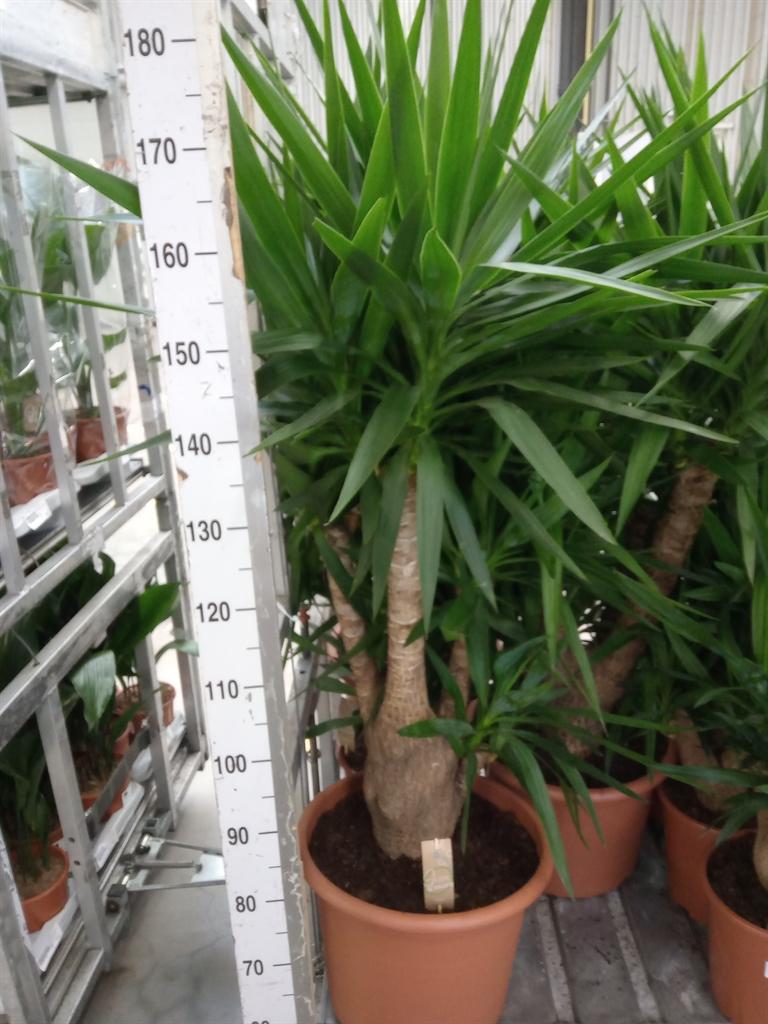 Горшечные цветы и растения оптом Yucca Elephantipes   ... от 1шт из Голландии с доставкой по России