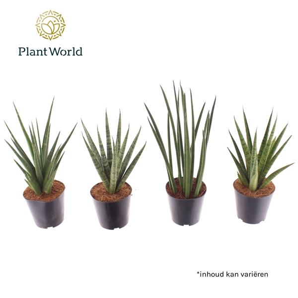 Горшечные цветы и растения оптом Sansevieria Mix Basic Mix от 6шт из Голландии с доставкой по России