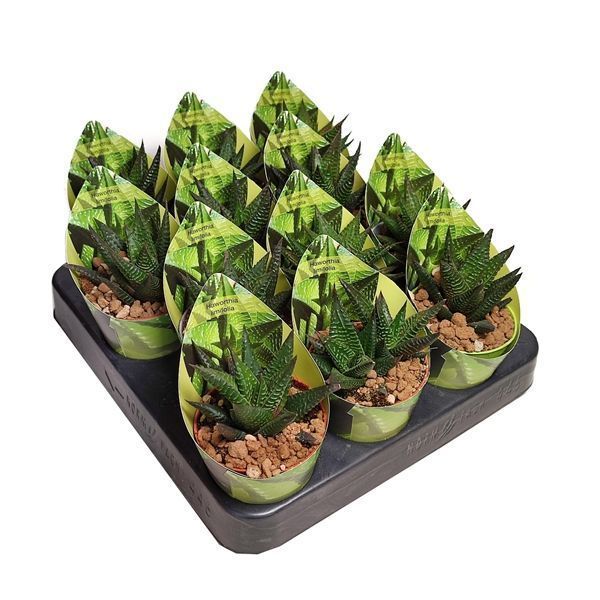 Горшечные цветы и растения оптом Haworthia Limifolia Potcover от 12шт из Голландии с доставкой по России