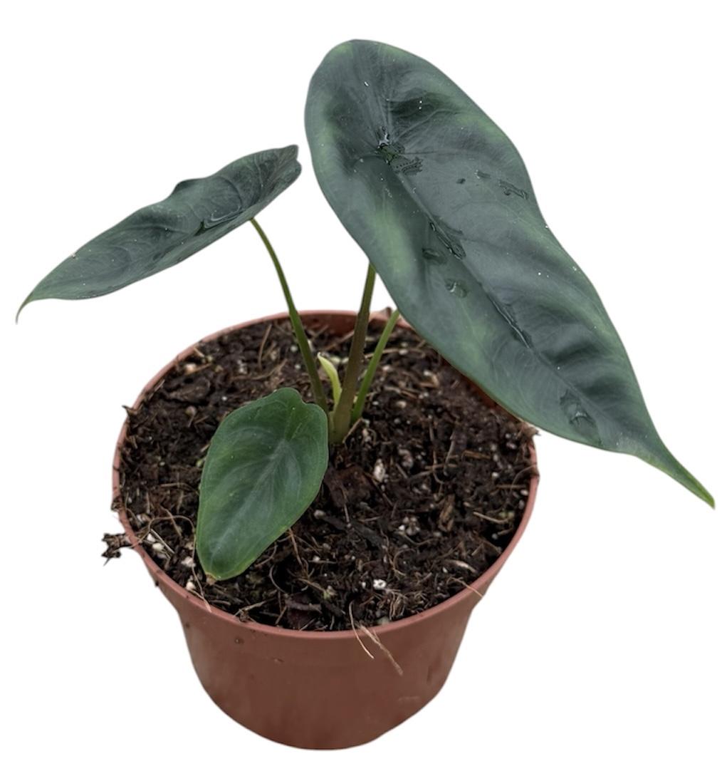 Горшечные цветы и растения оптом Alocasia Venusta от 1шт (для телеги) из Голландии с доставкой по России