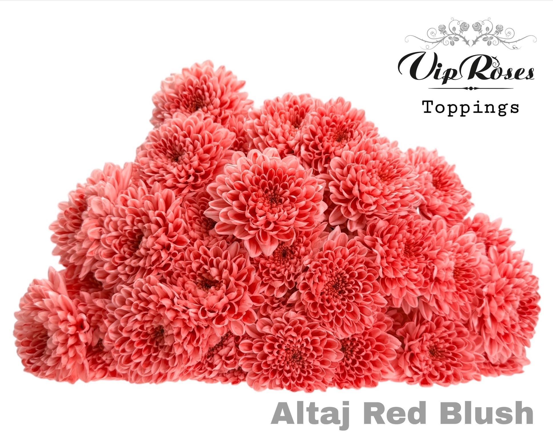 Срезанные цветы оптом Chrys sp paint altaj red blush от 20шт из Голландии с доставкой по России