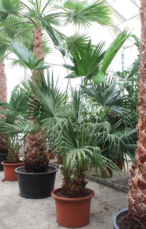 Горшечные цветы и растения оптом Livistona Chinensis 2pp от 1шт из Голландии с доставкой по России