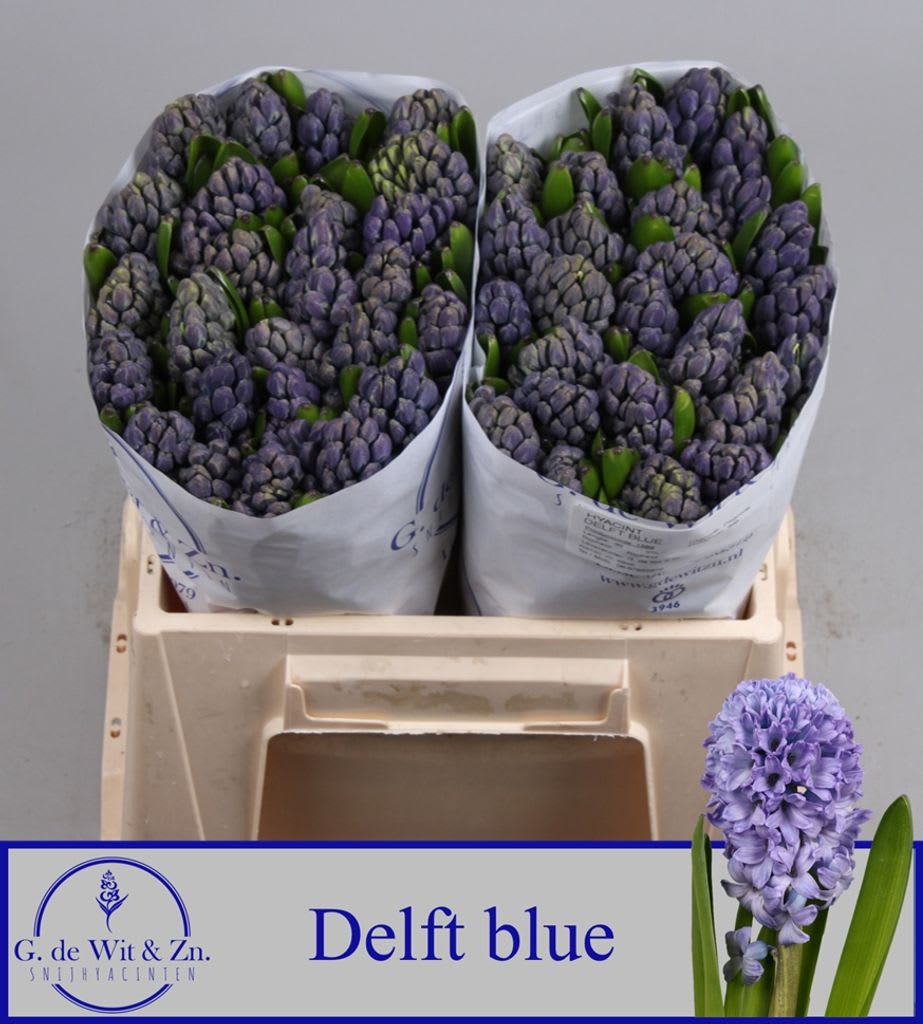Срезанные цветы оптом Hyacinthus delft blue от 50шт.. из Голландии с доставкой по России