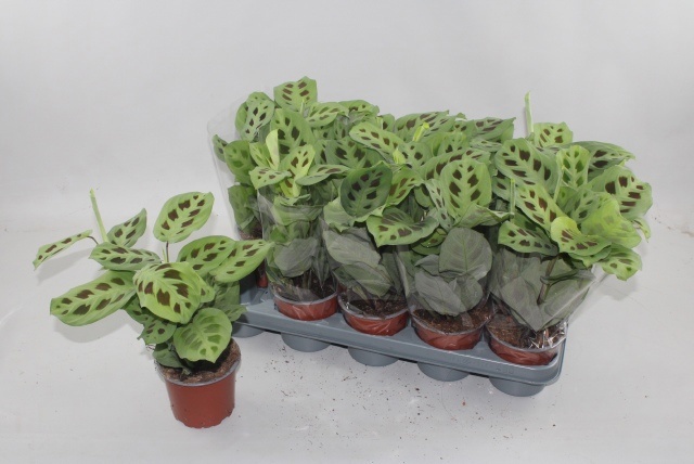 Горшечные цветы и растения оптом Maranta Kerchoveana от 10шт из Голландии с доставкой по России