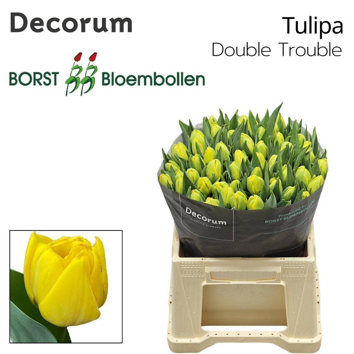 Срезанные цветы оптом Tulipa do double trouble от 50шт из Голландии с доставкой по России