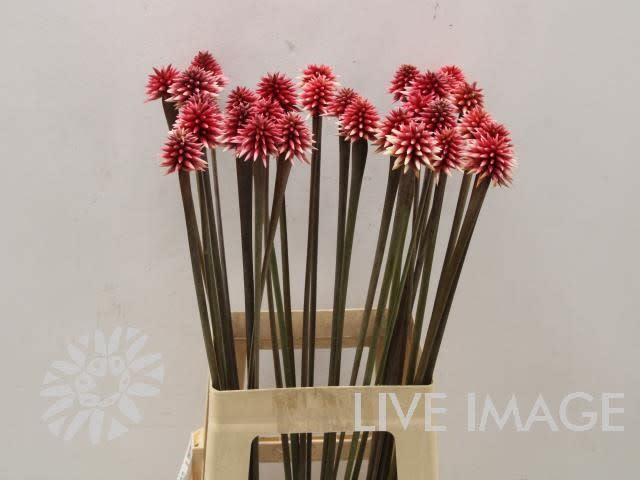 Срезанные цветы оптом Inirida winter от 20шт из Голландии с доставкой по России