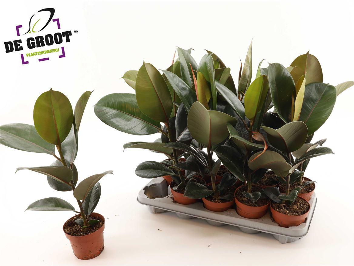 Горшечные цветы и растения оптом Ficus El Robusta от 10шт из Голландии с доставкой по России