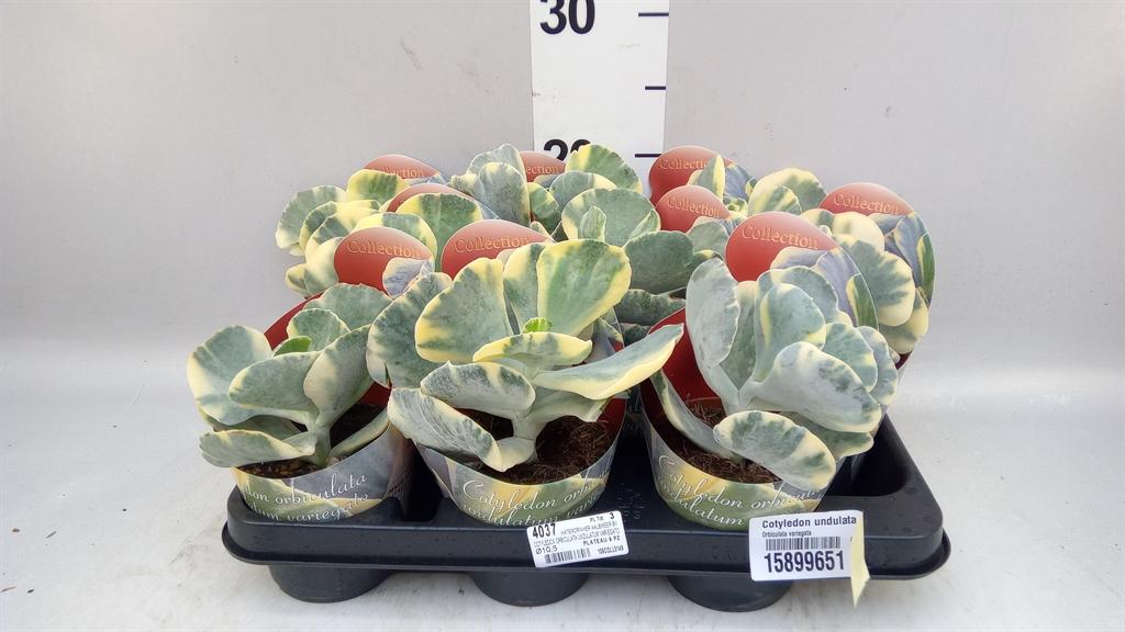 Горшечные цветы и растения оптом Cotyledon Undulata от 9шт из Голландии с доставкой по России