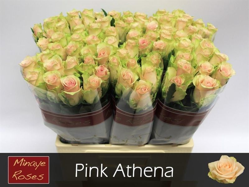 Срезанные цветы оптом Rosa la pink athena от 80шт из Голландии с доставкой по России