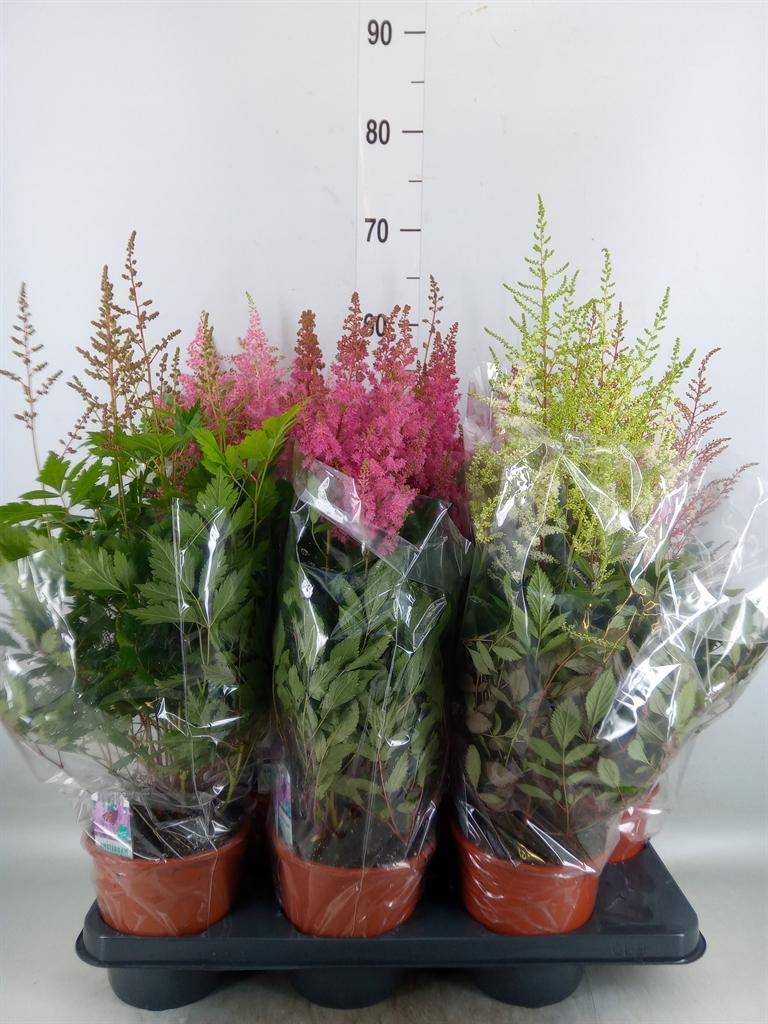Горшечные цветы и растения оптом Astilbe   ...mix 4 от 6шт из Голландии с доставкой по России