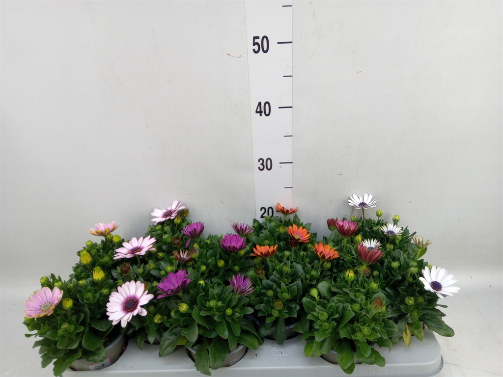 Горшечные цветы и растения оптом Osteospermum Mix от 12шт из Голландии с доставкой по России