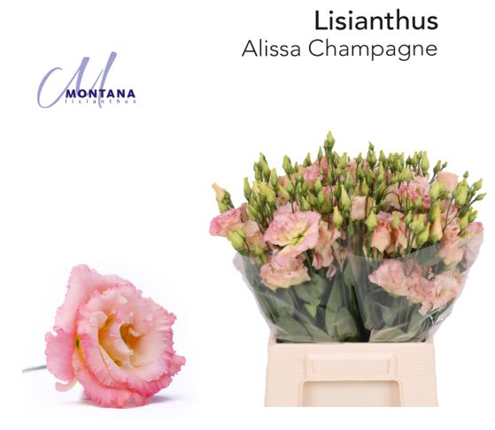 Срезанные цветы оптом Lisianthus do alissa champagne от 50шт из Голландии с доставкой по России