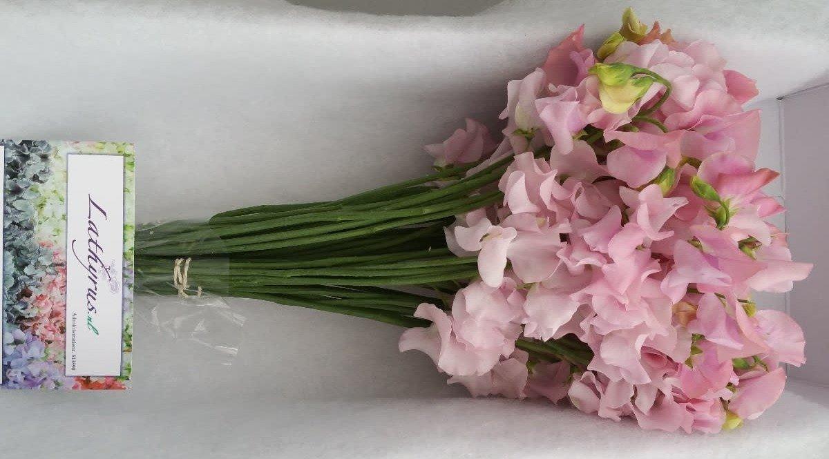 Срезанные цветы оптом Lathyrus od pink light от 30шт из Голландии с доставкой по России