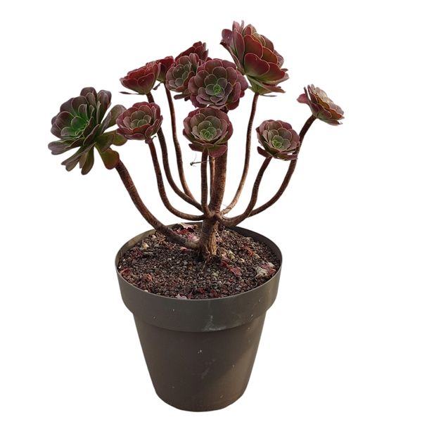 Горшечные цветы и растения оптом Aeonium Arboreum Atropurpureum от 1шт из Голландии с доставкой по России