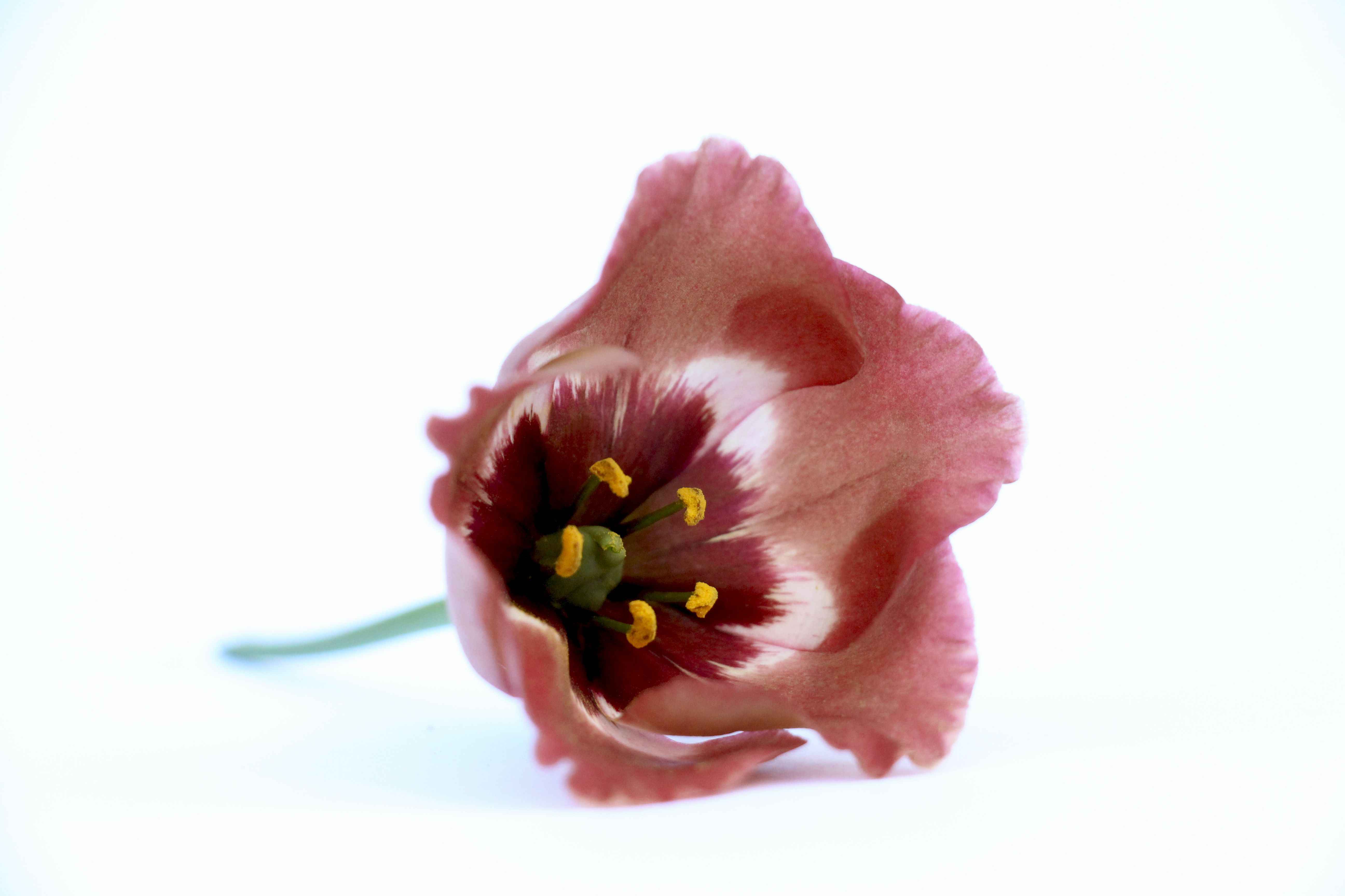 Срезанные цветы оптом Lisianthus si bohemian choco от 50шт из Голландии с доставкой по России