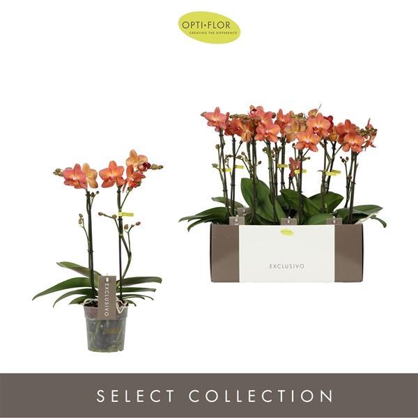 Горшечные цветы и растения оптом Phal 2st Exclusivo Eos от 6шт из Голландии с доставкой по России