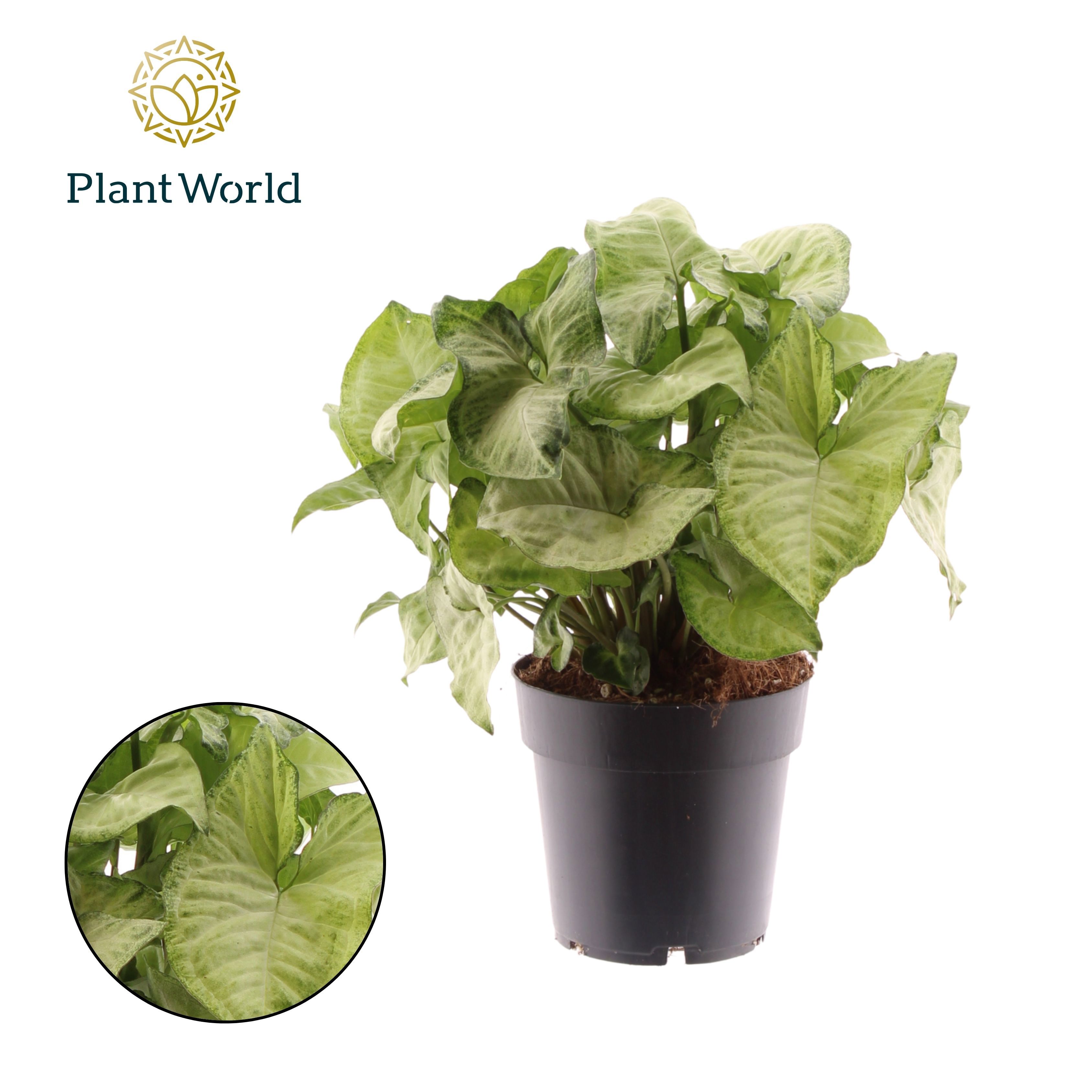 Горшечные цветы и растения оптом Syngonium White Butterfly от 6шт из Голландии с доставкой по России