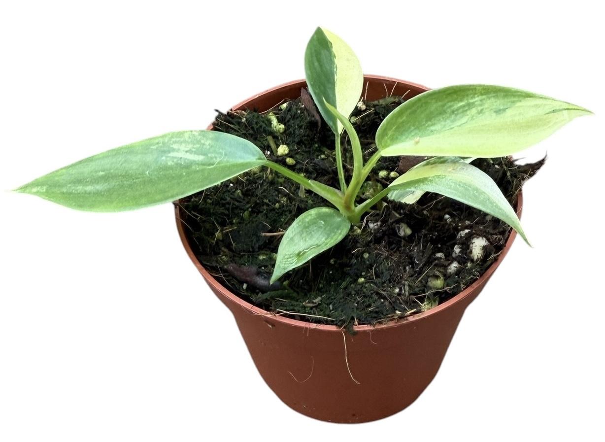 Горшечные цветы и растения оптом Philodendron Florida Beauty от 1шт (для телеги) из Голландии с доставкой по России