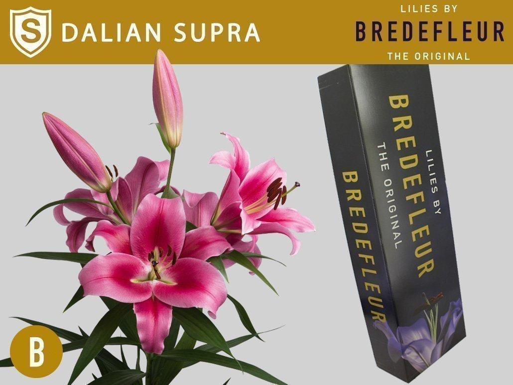 Срезанные цветы оптом Lilium or dalian от 40шт из Голландии с доставкой по России