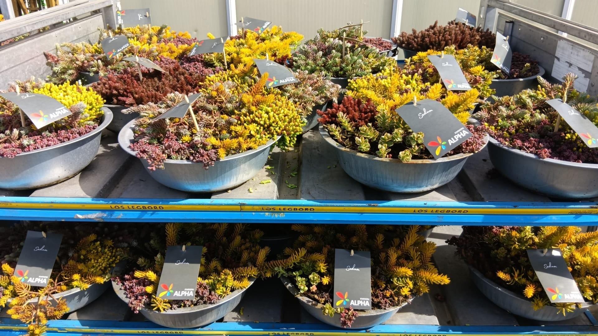 Горшечные цветы и растения оптом Sedum Gem от 1шт из Голландии с доставкой по России