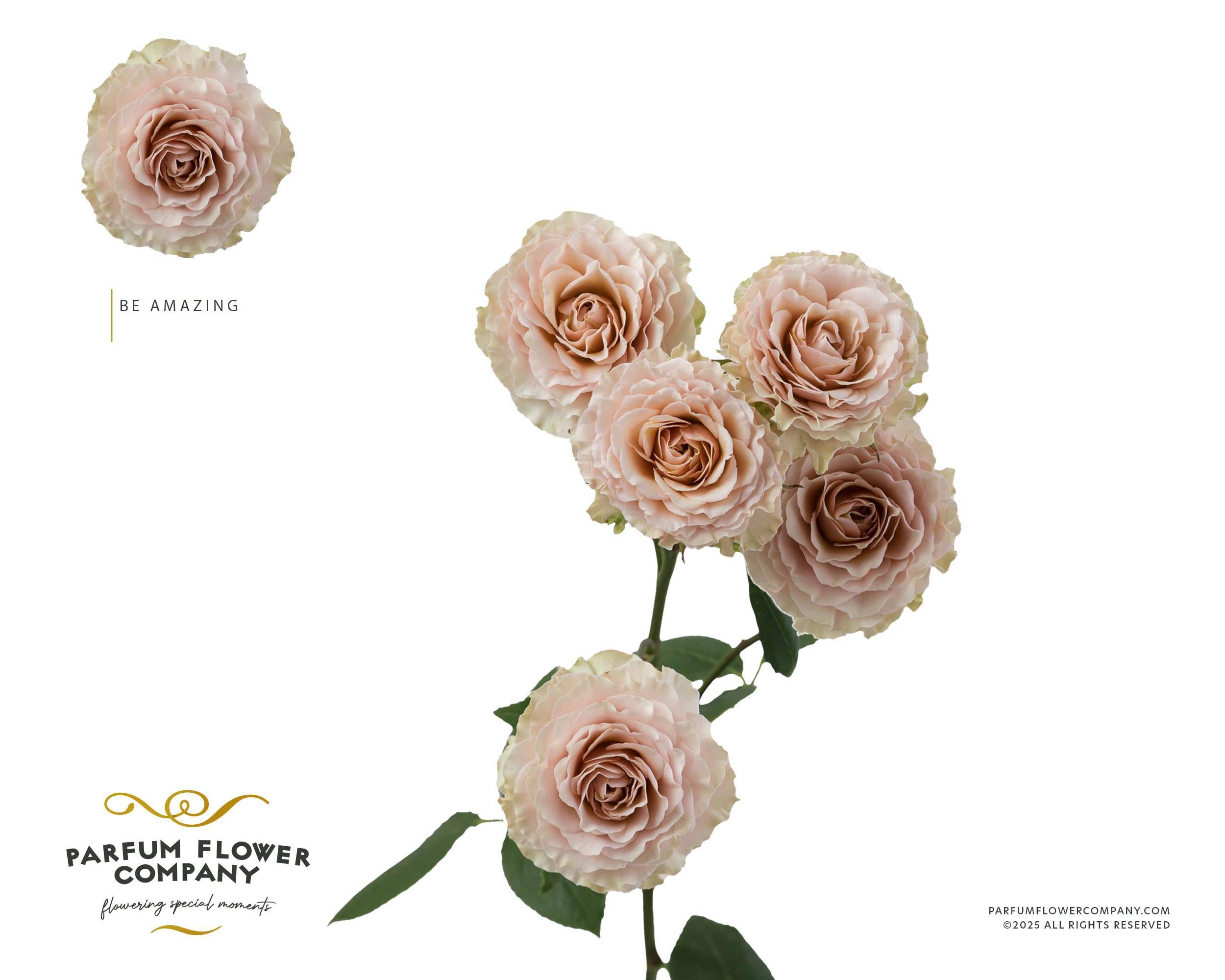 Срезанные цветы оптом Rosa spray be amazing от 24шт из Голландии с доставкой по России