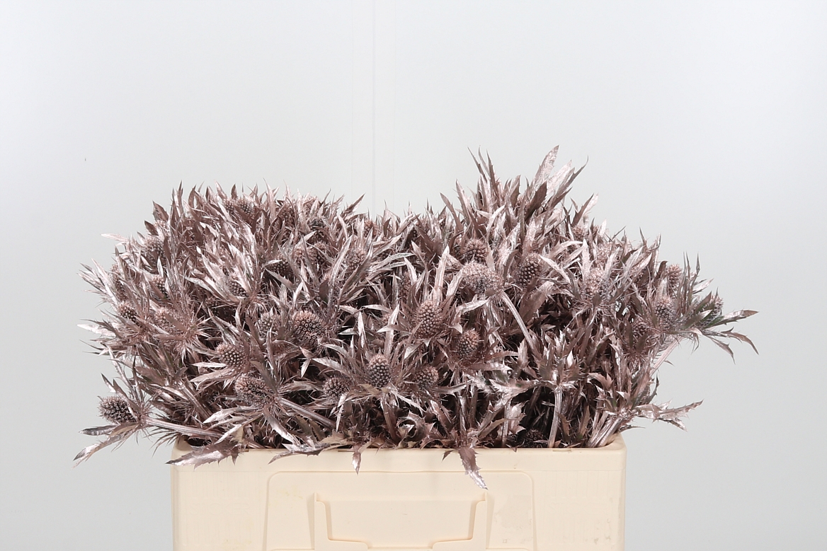 Срезанные цветы оптом Eryngium orion paint champagne от 40шт из Голландии с доставкой по России