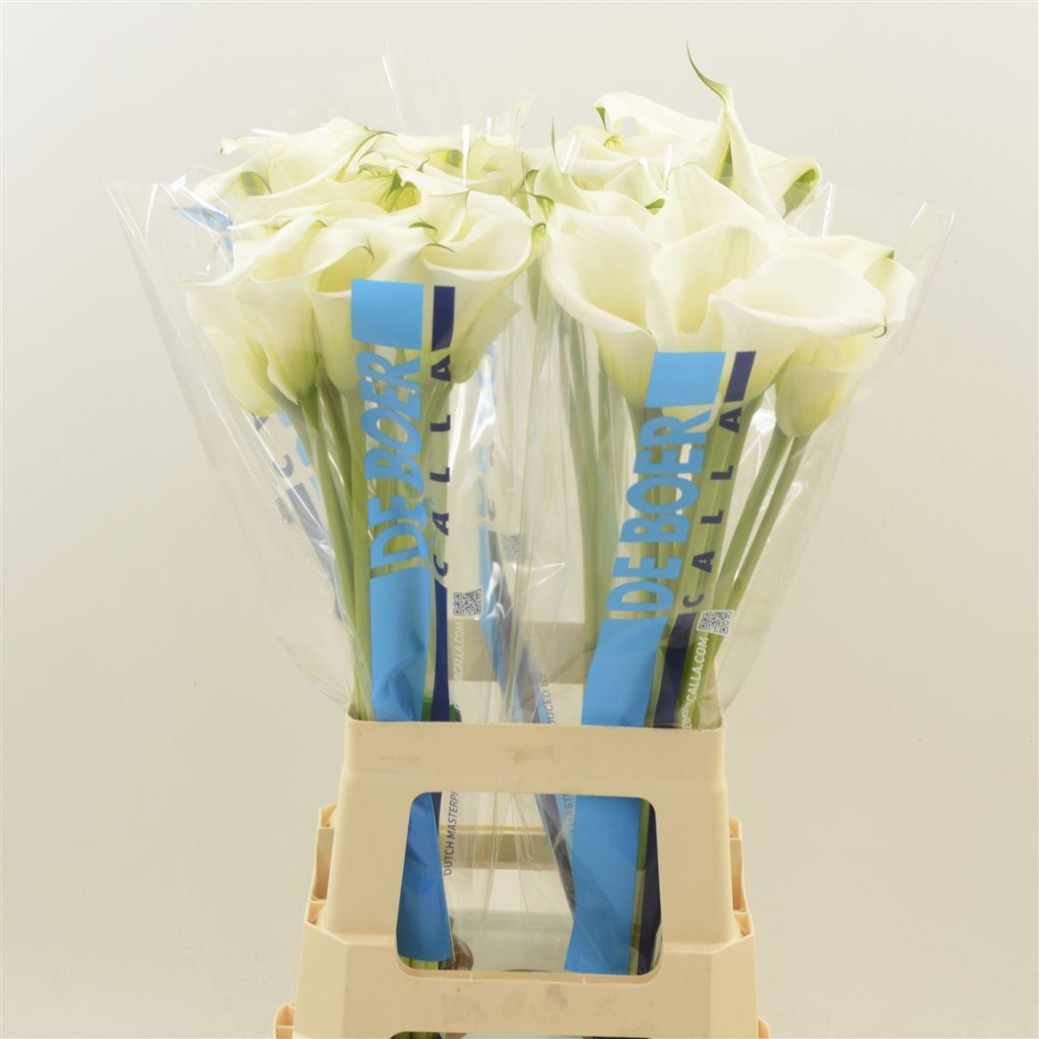 Срезанные цветы оптом Zantedeschia captain ventura от 40шт из Голландии с доставкой по России