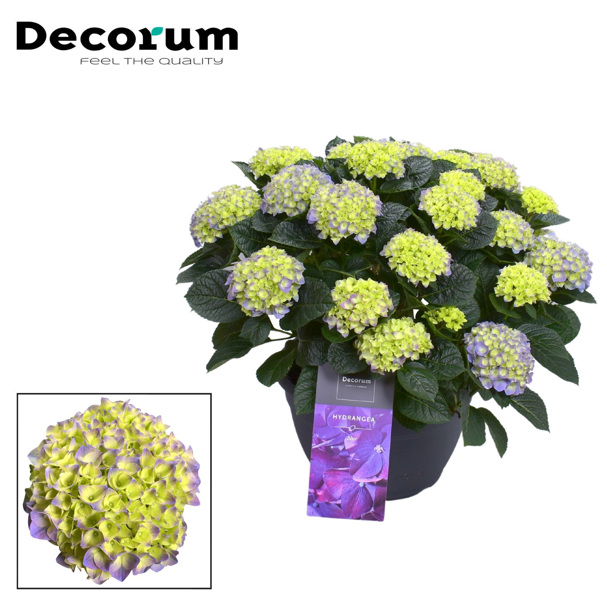 Горшечные цветы и растения оптом Hydrangea Ma Blue 20+ (decorum) от 1шт из Голландии с доставкой по России