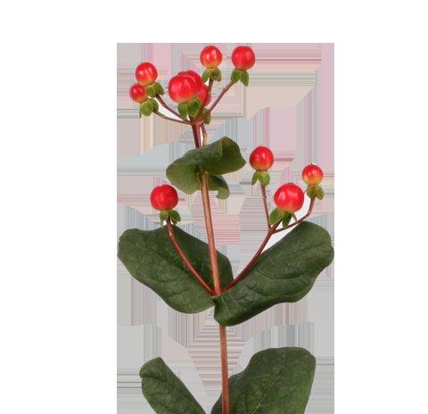 Срезанные цветы оптом Hypericum coco tango от 100шт из Голландии с доставкой по России