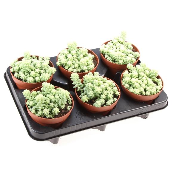 Горшечные цветы и растения оптом Sedum Burrito от 6шт из Голландии с доставкой по России