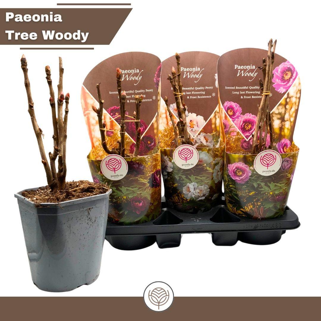 Горшечные цветы и растения оптом Paeonia Suffrut Gem от 3шт из Голландии с доставкой по России