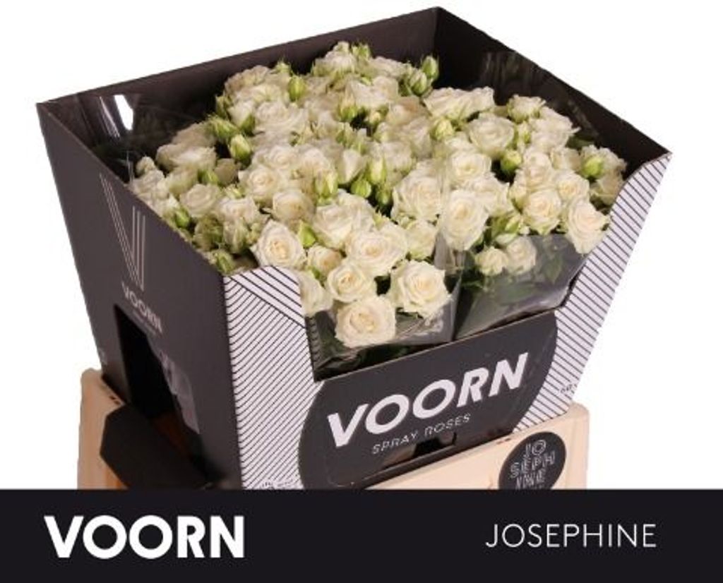 Срезанные цветы оптом Rosa spray josephine от 40шт. из Голландии с доставкой по России