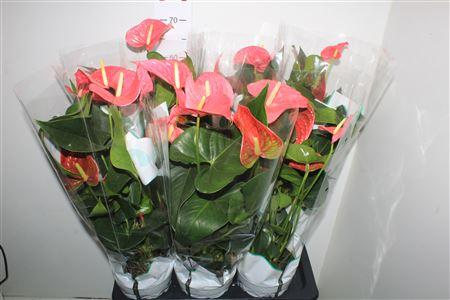 Горшечные цветы и растения оптом Anthu An Maine 4-5+ P17 от 6шт из Голландии с доставкой по России