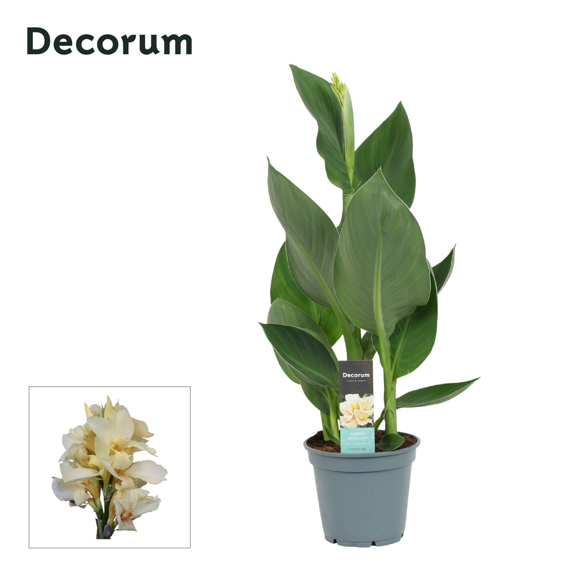 Горшечные цветы и растения оптом Canna Alaska (decorum) от 6шт из Голландии с доставкой по России