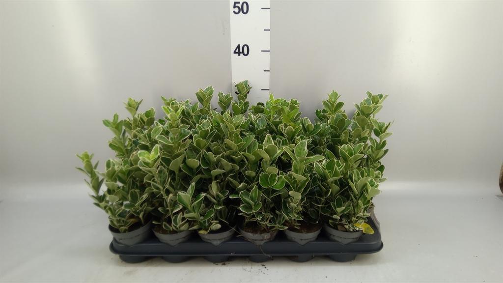 Горшечные цветы и растения оптом Euonymus Fortunei silver Queen от 24шт (для телеги) из Голландии с доставкой по России
