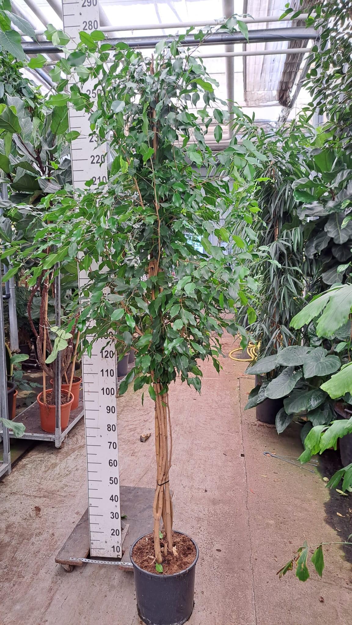 Горшечные цветы и растения оптом Ficus Be Exotica On Multistam от 1шт из Голландии с доставкой по России