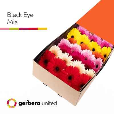 Срезанные цветы оптом Gerbera mix black eye от 50шт из Голландии с доставкой по России