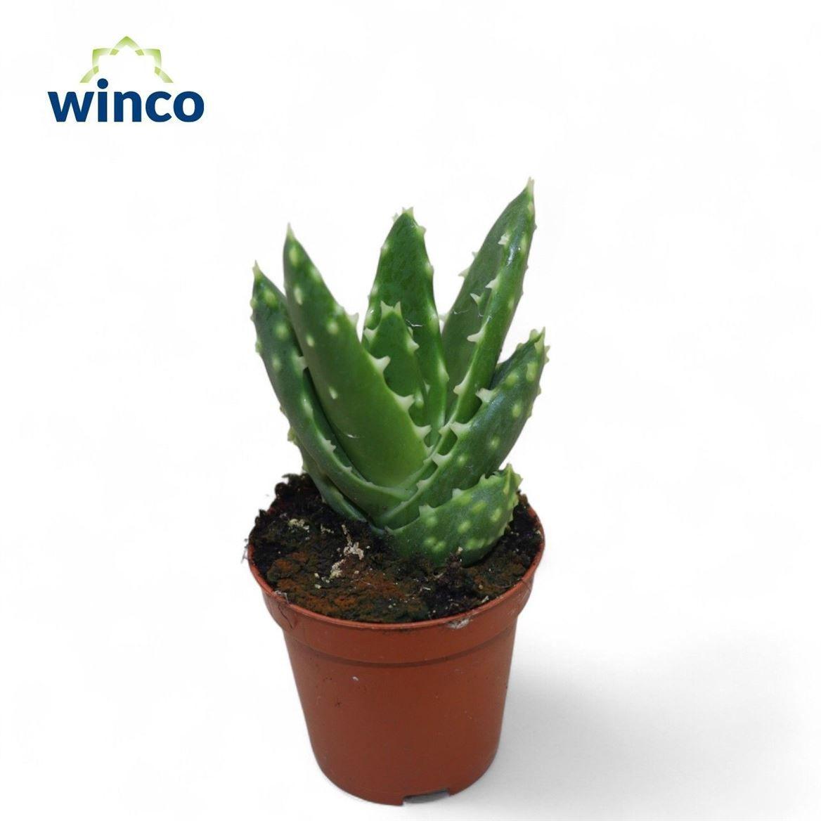 Горшечные цветы и растения оптом Aloe Mitriformis от 16шт (для телеги) из Голландии с доставкой по России