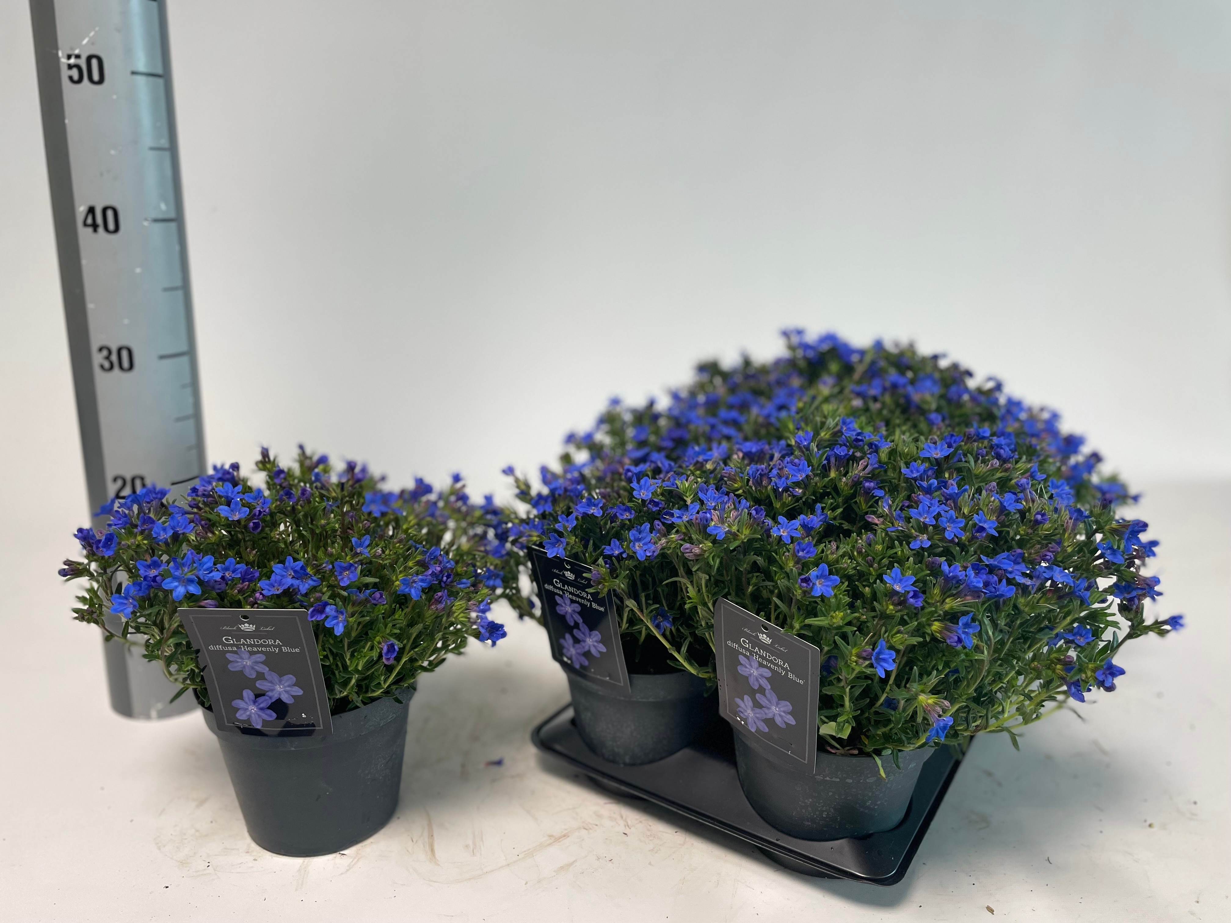 Горшечные цветы и растения оптом Glando Dif Heaven Bl от 6шт из Голландии с доставкой по России