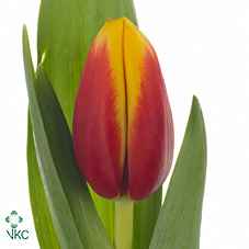 Срезанные цветы оптом Tulipa si andre citroen от 200шт из Голландии с доставкой по России