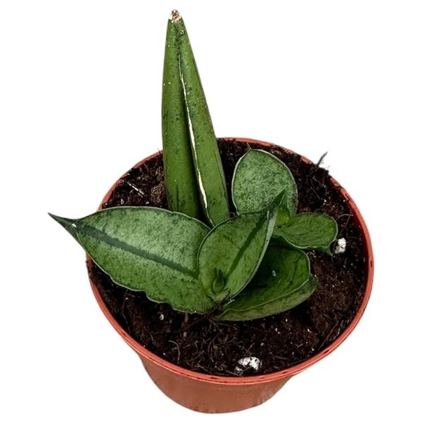 Горшечные цветы и растения оптом Sansevieria Rookie от 1шт (для телеги) из Голландии с доставкой по России