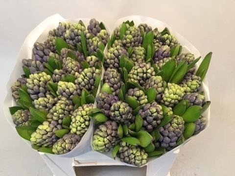 Срезанные цветы оптом Hyacinthus blue star от 50шт из Голландии с доставкой по России