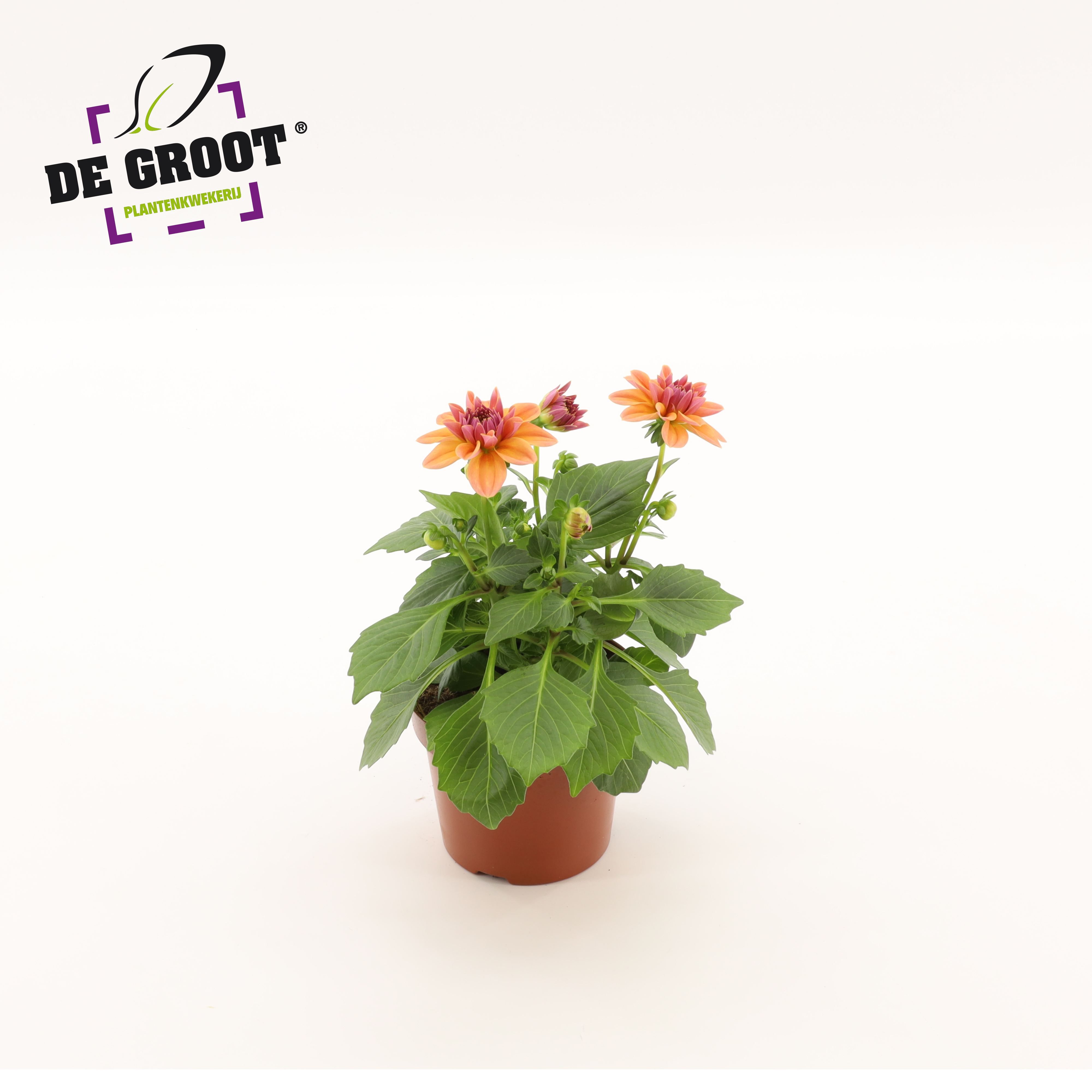 Горшечные цветы и растения оптом Dahlia Salmon от 8шт из Голландии с доставкой по России