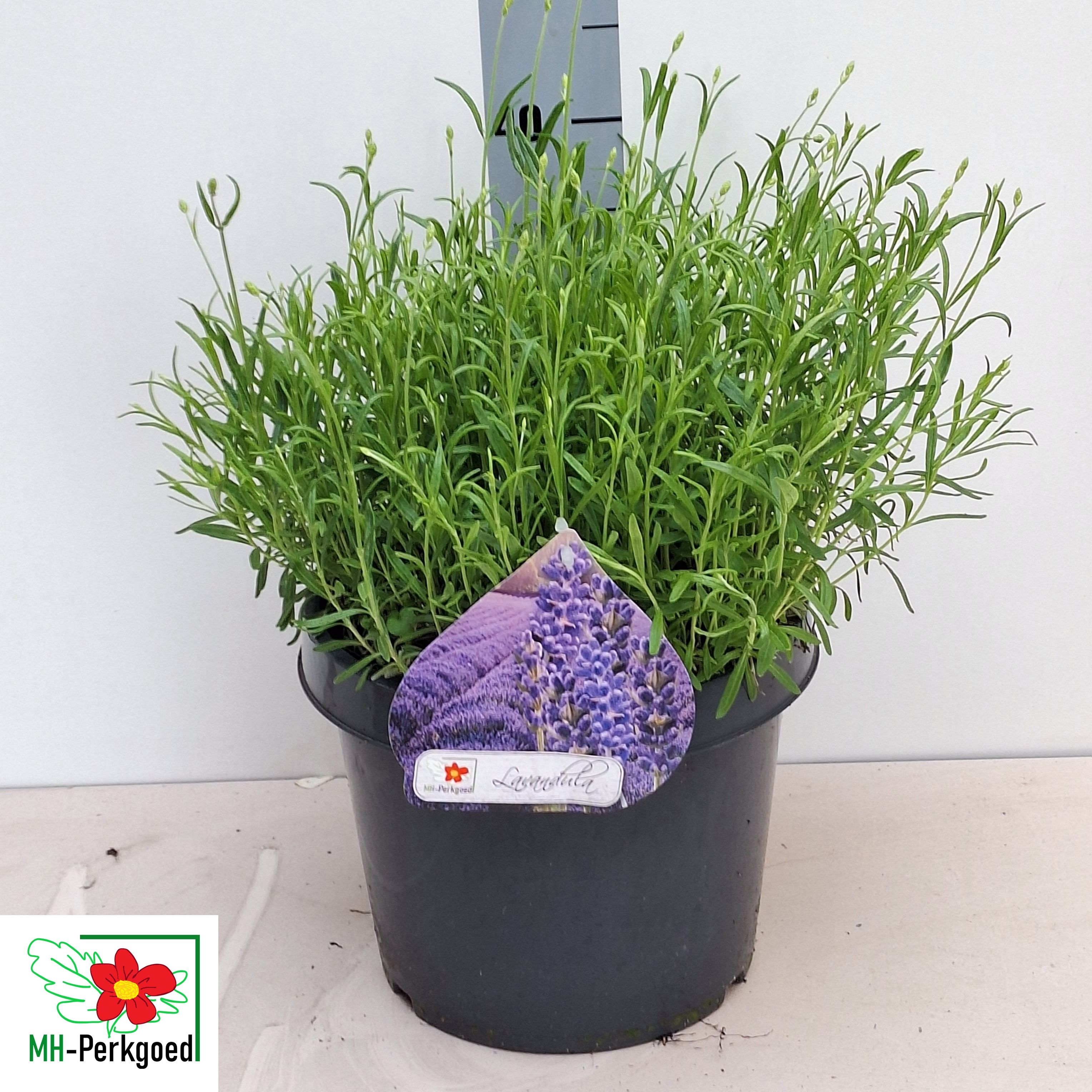 Горшечные цветы и растения оптом Lavan An Dwarf Blue от 1шт из Голландии с доставкой по России